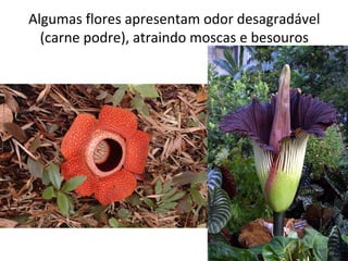 Algumas flores apresentam odor desagradável
(carne podre), atraindo moscas e besouros
 