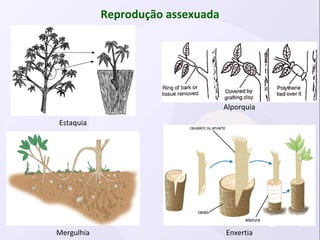 Angiosperma: reprodução sexuada