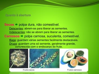 Secos  polpa dura, não comestível.
Deiscentes: abrem-se para liberar as sementes.
Indeiscentes: não se abrem para liberar as sementes.
Carnosos  polpa carnosa, suculenta, comestível.
Baga: guardam várias sementes facilmente destacáveis.
Drupa: guardam uma só semente, geralmente grande,
concrescida com o endocarpo do fruto.
 