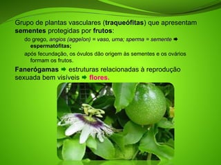 Grupo de plantas vasculares (traqueófitas) que apresentam
sementes protegidas por frutos:
do grego, angios (aggeîon) = vaso, urna; sperma = semente 
espermatófitas;
após fecundação, os óvulos dão origem às sementes e os ovários
formam os frutos.
Fanerógamas  estruturas relacionadas à reprodução
sexuada bem visíveis  flores.
 