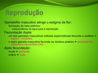 Gametófito masculino atinge o estigma da flor:
formação do tubo polínico:
independência da água para a reprodução.
Fecundação dupla:
um dos gametas masculinos (células espermáticas) fecunda a oosfera 
zigoto  embrião;
o outro gameta masculino fecunda os núcleos polares  endosperma
(albúmen) secundário (3n).
Após fecundação:
óvulo  semente;
ovário  fruto.
 
