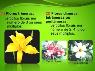 (1) Flores trímeras:
verticilos florais em
número de 3 ou seus
múltiplos.
(2) Flores dímeras,
tetrâmeras ou
pentâmeras:
verticilos florais em
número de 2, 4, 5 ou
seus múltiplos.
Flor pentâmera
Flor tetrâmera
 