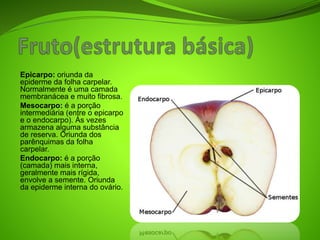 Epicarpo: oriunda da
epiderme da folha carpelar.
Normalmente é uma camada
membranácea e muito fibrosa.
Mesocarpo: é a porção
intermediária (entre o epicarpo
e o endocarpo). Às vezes
armazena alguma substância
de reserva. Oriunda dos
parênquimas da folha
carpelar.
Endocarpo: é a porção
(camada) mais interna,
geralmente mais rígida,
envolve a semente. Oriunda
da epiderme interna do ovário.
 