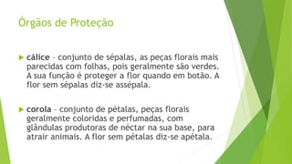 Órgãos de Proteção
 cálice – conjunto de sépalas, as peças florais mais
parecidas com folhas, pois geralmente são verdes.
A sua função é proteger a flor quando em botão. A
flor sem sépalas diz-se assépala.
 corola – conjunto de pétalas, peças florais
geralmente coloridas e perfumadas, com
glândulas produtoras de néctar na sua base, para
atrair animais. A flor sem pétalas diz-se apétala.
 