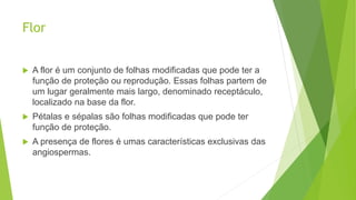 Flor
 A flor é um conjunto de folhas modificadas que pode ter a
função de proteção ou reprodução. Essas folhas partem de
um lugar geralmente mais largo, denominado receptáculo,
localizado na base da flor.
 Pétalas e sépalas são folhas modificadas que pode ter
função de proteção.
 A presença de flores é umas características exclusivas das
angiospermas.
 