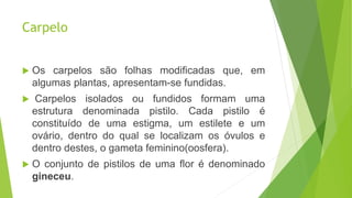 Carpelo
 Os carpelos são folhas modificadas que, em
algumas plantas, apresentam-se fundidas.
 Carpelos isolados ou fundidos formam uma
estrutura denominada pistilo. Cada pistilo é
constituído de uma estigma, um estilete e um
ovário, dentro do qual se localizam os óvulos e
dentro destes, o gameta feminino(oosfera).
 O conjunto de pistilos de uma flor é denominado
gineceu.
 