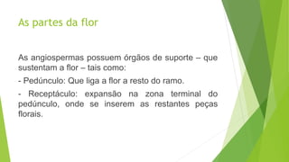 As partes da flor
As angiospermas possuem órgãos de suporte – que
sustentam a flor – tais como:
- Pedúnculo: Que liga a flor a resto do ramo.
- Receptáculo: expansão na zona terminal do
pedúnculo, onde se inserem as restantes peças
florais.
 