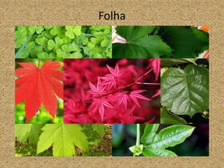Folha
 