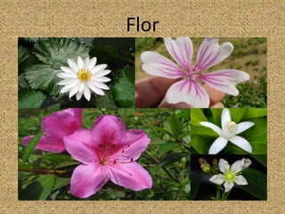 Flor
 