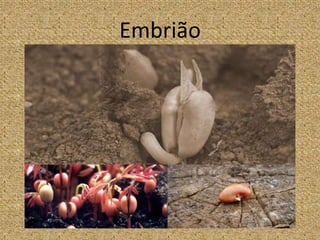 Embrião
 