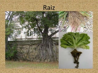 Raiz
 