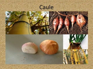 Caule
 