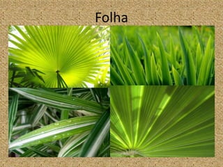 Folha
 