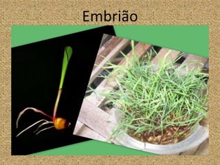 Embrião
 