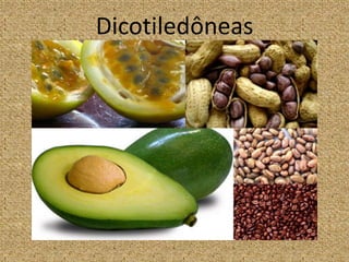 Dicotiledôneas
 
