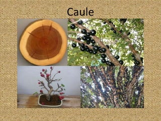 Caule
 