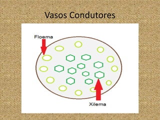 Vasos Condutores
 