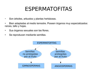 ESPERMATOFITAS ,[object Object]