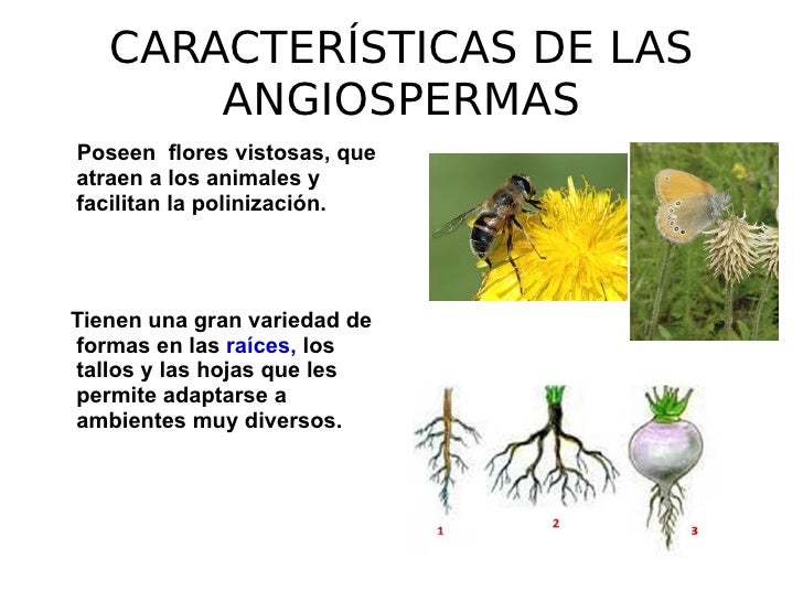Angiospermas 2
