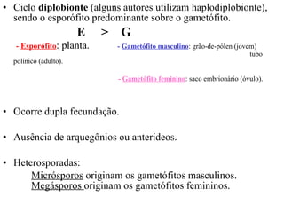 Ciclo  diplobionte  (alguns autores utilizam haplodiplobionte), sendo o esporófito predominante sobre o gametófito.  E  >  G   -  Esporófito : planta.  -  Gametófito masculino : grão-de-pólen (jovem)      tubo polínico (adulto).     -  Gametófito feminino : saco embrionário (óvulo). Ocorre dupla fecundação. Ausência de arquegônios ou anterídeos. Heterosporadas:  Micrósporos  originam os gametófitos masculinos.  Megásporos  originam os gametófitos femininos.   