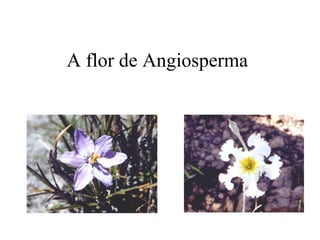 A flor de Angiosperma 