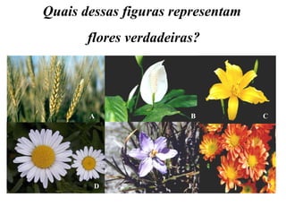B C A F E D Quais dessas figuras representam flores verdadeiras? 