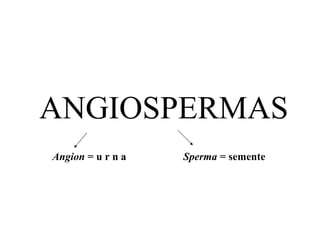 ANGIOSPERMAS Angion  = u r n a Sperma  = semente 