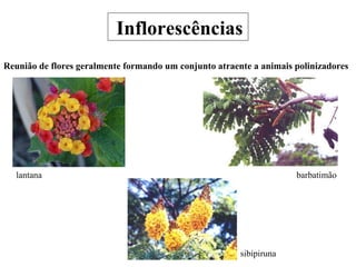 Inflorescências Reunião de flores geralmente formando um conjunto atraente a animais polinizadores barbatimão sibipiruna lantana 