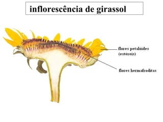 inflorescência de girassol 