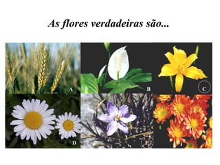 B C A F E D As flores verdadeiras são... 