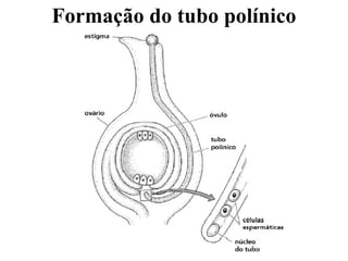 Formação do tubo polínico 