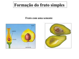 Formação do fruto simples Fruto com uma semente 