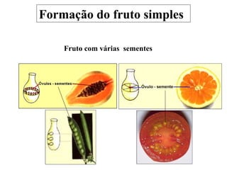 Formação do fruto simples Fruto com várias  sementes 