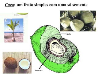 Coco : um fruto simples com uma só semente 