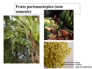 Fruto partenocárpico (sem semente) 