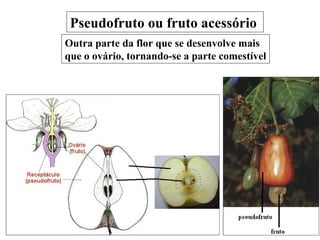 Pseudofruto ou fruto acessório Outra parte da flor que se desenvolve mais que o ovário, tornando-se a parte comestível 