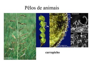 Pêlos de animais carrapicho 