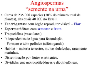 Angiospermas “semente na urna” Cerca de 235 000 espécies (70% do número total de plantas), das quais 40 000 no Brasil. Fanerógamas:  com órgão reprodutor visível –  Flor Espermatófitas:  com  semente  e  fruto .   Traqueófitas (vasculares). Independentes de água para fecundação.  - Formam o tubo polínico (sifonogamia). Hábitat – maioria terrestre, muitas dulcícolas, raramente marinhas. Disseminação por frutos e sementes. Divididas em: monocotiledôneas e dicotiledôneas. 