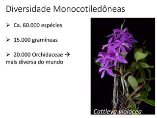 11
 Ca. 60.000 espécies
 15.000 gramíneas
 20.000 Orchidaceae 
mais diversa do mundo
Diversidade Monocotiledôneas
Cattleya violacea
 