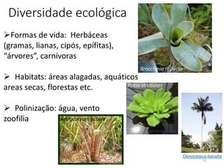 12
Diversidade ecológica
Formas de vida: Herbáceas
(gramas, lianas, cipós, epífitas),
“árvores”, carnívoras
 Habitats: áreas alagadas, aquáticos
areas secas, florestas etc.
 Polinização: água, vento
zoofilia
Pistia stratiotes
Brocchinia reducta
Astrocaryum acaule
Oenocarpus bacaba
 