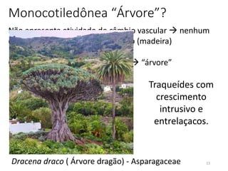 13
Monocotiledônea “Árvore”?
Não apresenta atividade de câmbio vascular  nenhum
crescimento secundário verdadeiro (madeira)
Crescimento secundário anômalo  “árvore”
Traqueídes com
crescimento
intrusivo e
entrelaçacos.
Dracena draco ( Árvore dragão) - Asparagaceae
 