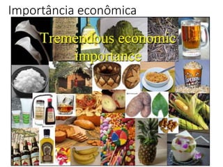 14
Importância econômica
 