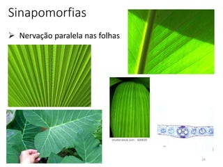16
Sinapomorfias
 Nervação paralela nas folhas
 