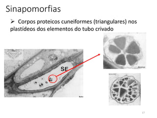 17
Sinapomorfias
 Corpos proteicos cuneiformes (triangulares) nos
plastídeos dos elementos do tubo crivado
 