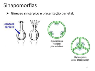 18
Sinapomorfias
 Gineceu sincárpico e placentação parietal.
 