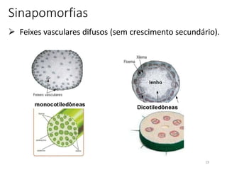 19
Sinapomorfias
 Feixes vasculares difusos (sem crescimento secundário).
 