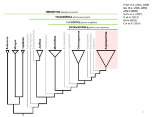 2
ESPERMATÓFITAS (plantas com sementes)
EUFILÓFITAS (plantas megáfilas)
TRAQUEÓFITAS (plantas vasculares)
EMBRIÓFITAS (plantas terrestres)
Pryer et al. (2001, 2004)
Qiu et al. (2006, 2007)
APG III (2009)
Soltis et al. (2011)
Xi et al. (2013)
Doyle (2013)
Cox et al. (2014)
 