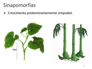 20
Sinapomorfias
 Crescimento predominantemente simpodial.
 