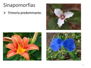 21
Sinapomorfias
 Trimeria predominante.
 