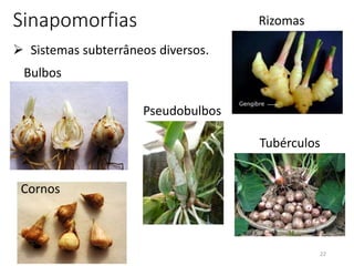 22
Sinapomorfias
 Sistemas subterrâneos diversos.
Bulbos
Rizomas
Tubérculos
Cornos
Pseudobulbos
 